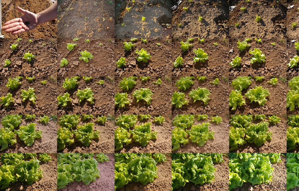 DFC time lapse lettuce unit